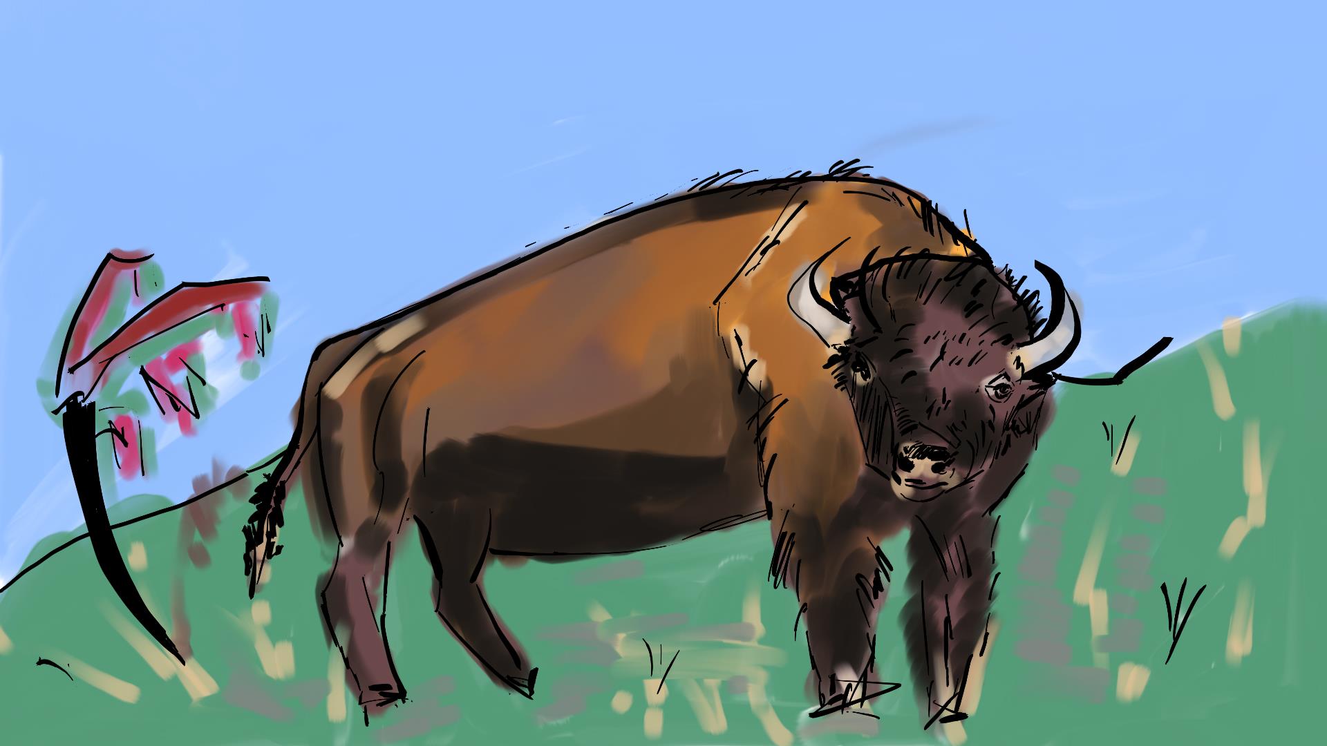 American-Bison